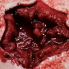 ForensicFX Studios Exit Bullet Wound Prosthetic> Halloween Accessories
