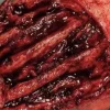 ForensicFX Studios Exposed Hand Ligaments Prosthetic> Halloween Accessories