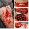 ForensicFX Studios Gorey Prosthetics Bundle> Halloween Accessories