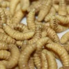 ForensicFX Studios Maggots> Halloween Accessories