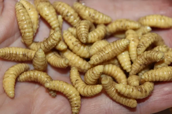 ForensicFX Studios Maggots> Halloween Accessories