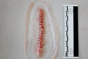 ForensicFX Studios Opened Stitches Prosthetic> Halloween Accessories