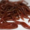 ForensicFX Studios Realistic Worm Prop> Halloween Accessories