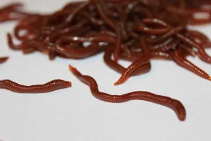 ForensicFX Studios Realistic Worm Prop> Halloween Accessories