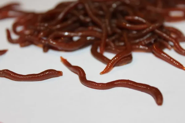 ForensicFX Studios Realistic Worm Prop> Halloween Accessories