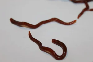 ForensicFX Studios Realistic Worm Prop> Halloween Accessories