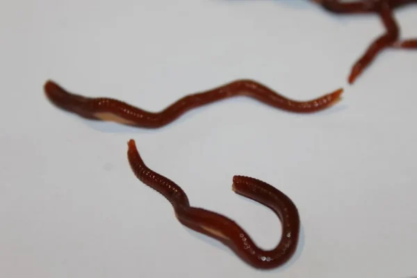 ForensicFX Studios Realistic Worm Prop> Halloween Accessories
