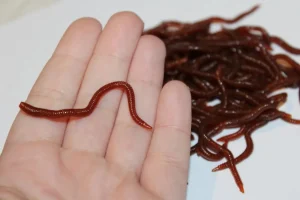 ForensicFX Studios Realistic Worm Prop> Halloween Accessories