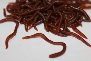 ForensicFX Studios Realistic Worm Prop> Halloween Accessories