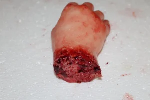 ForensicFX Studios Severed Hand Prop> Halloween Accessories
