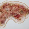 ForensicFX Studios Zombie Face Burn Prosthetic> Halloween Accessories